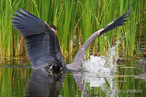 Heron Strike_50178.jpg - Great Blue Heron (Ardea herodias) photographed near Lindsay, Ontario, Canada.